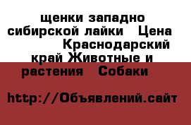 щенки западно сибирской лайки › Цена ­ 12 000 - Краснодарский край Животные и растения » Собаки   